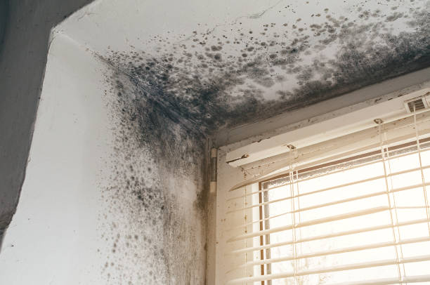 Affordable Basement Mold Remediation solutions in East Rockaway, NY